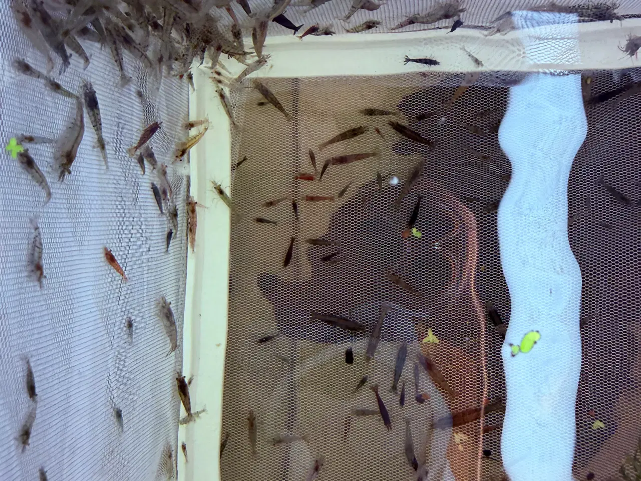 Billede 10 - Flotte mix akvarierejer