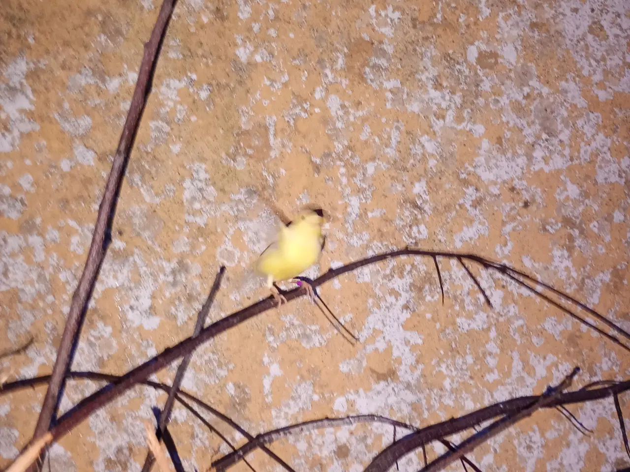 Billede 4 - Harzer kanarier 