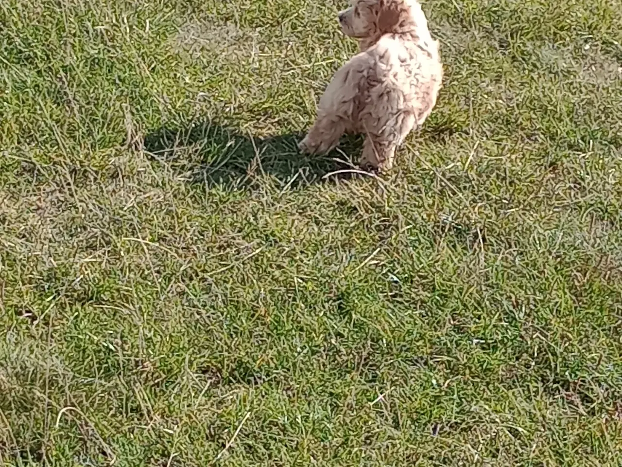 Billede 6 - Maltipoo hvalpe