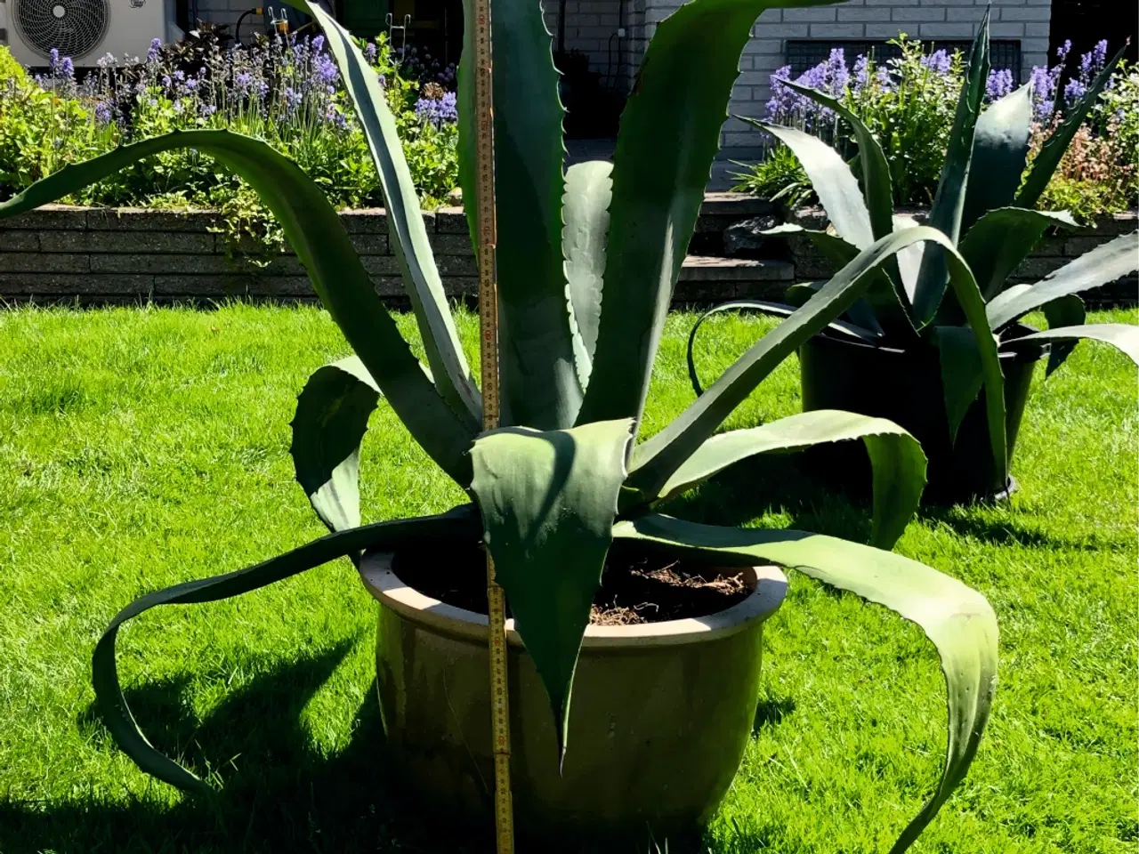 Billede 7 - Agave stor og flot plante Højde 118 cm. Bredde 110