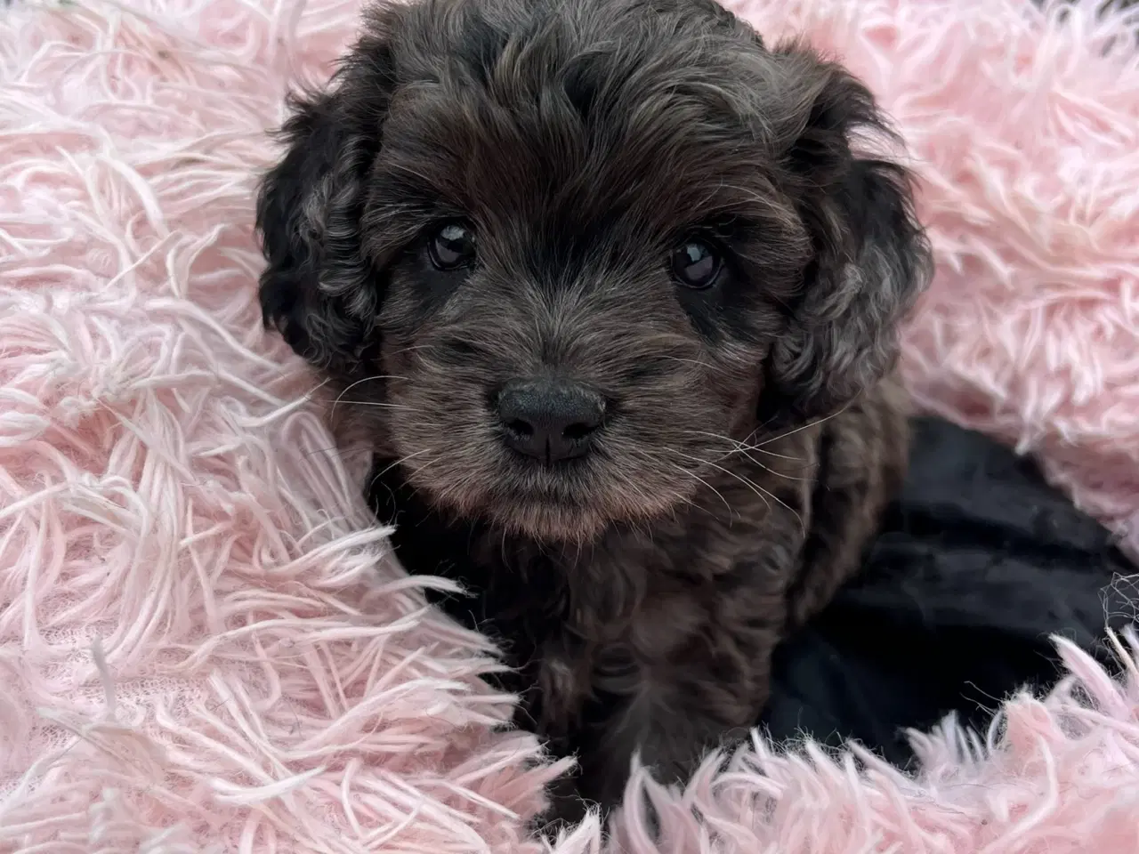 Billede 6 - Merlefarvet Cockapoo 