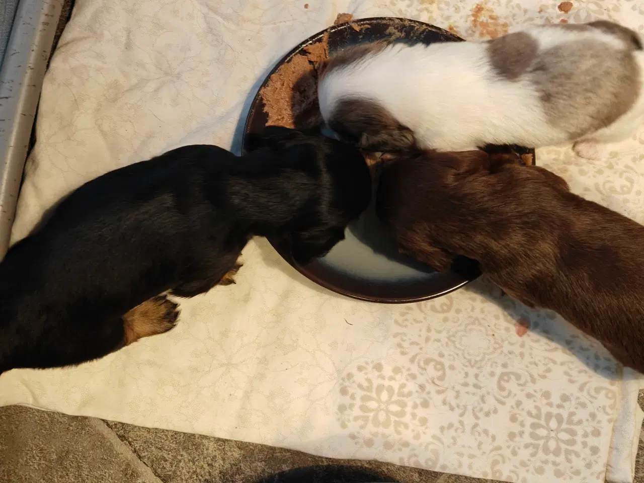 Billede 3 - Langhåret dværg gravhund 