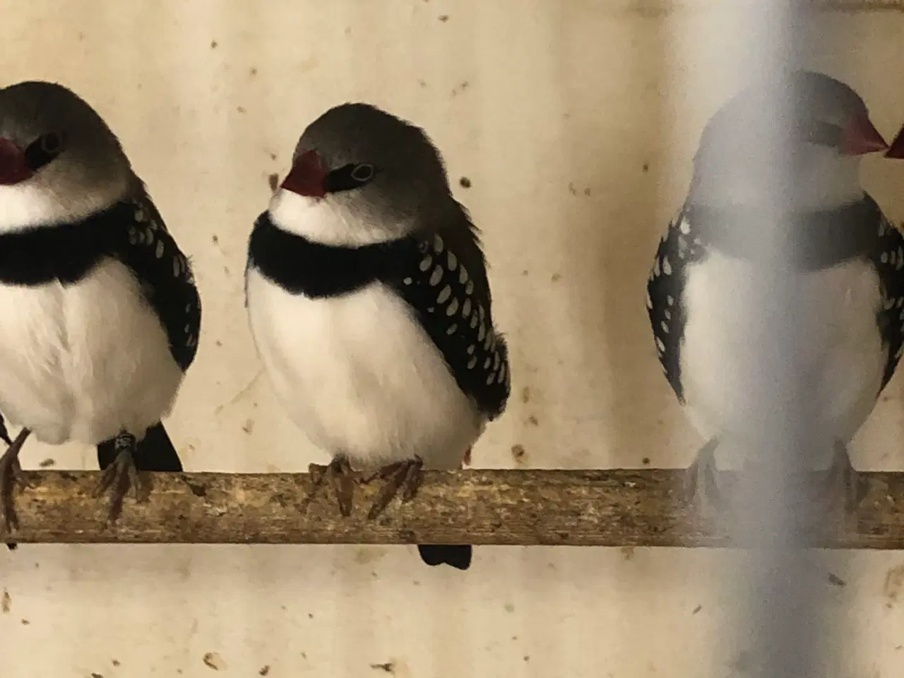 Billede 2 - Diamant finker