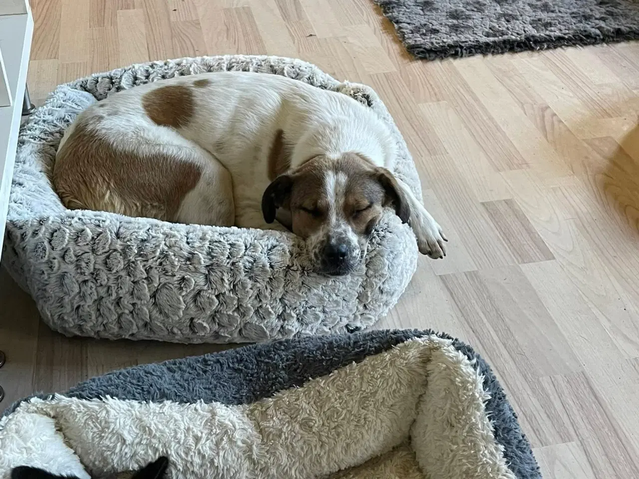 Billede 6 - Søde Virgin søger 4ever familie 🩷