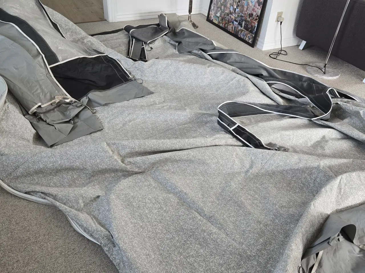 Billede 7 - Isabella commondore seed A925 G16