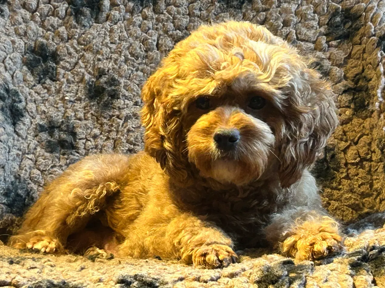 Billede 6 - Mini Cavapoo F2