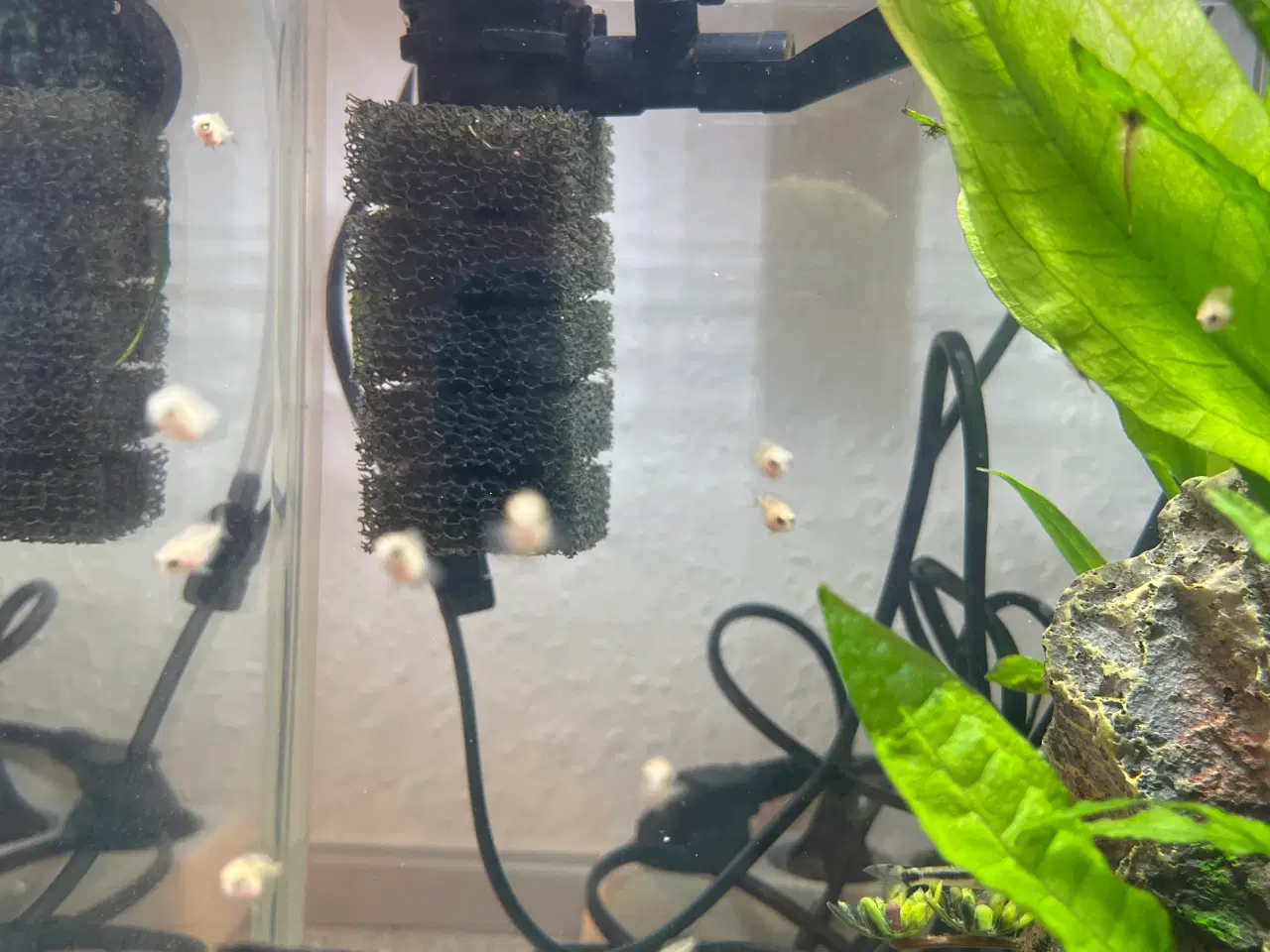 Billede 2 - Cichlider