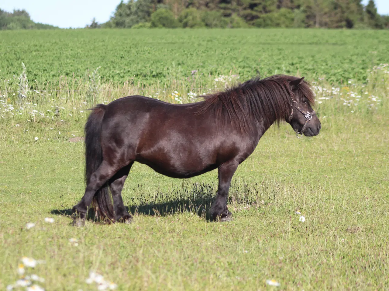 Billede 2 - Verdens sødeste shetlandspony 