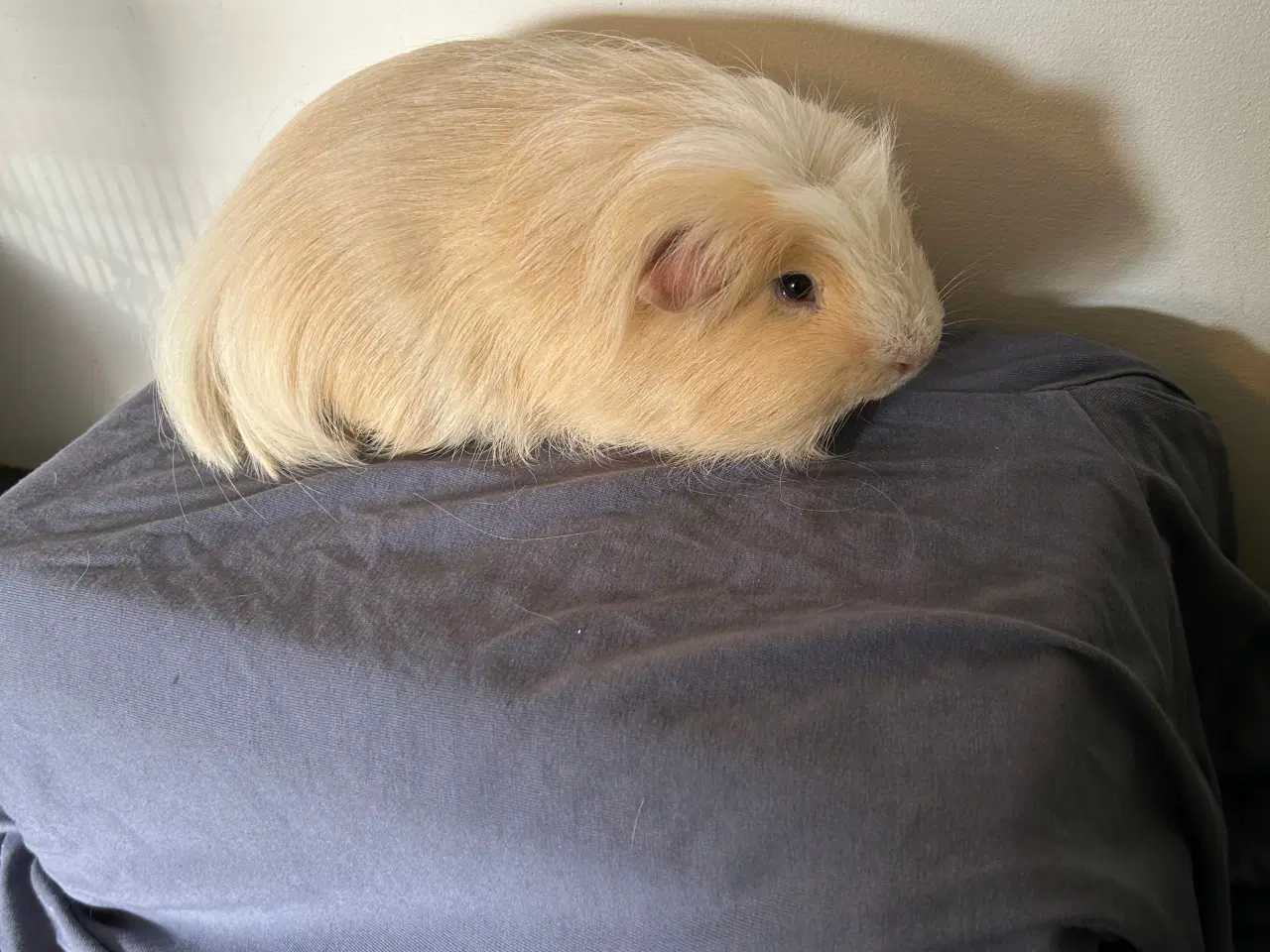 Billede 1 - Voksen marsvin han.