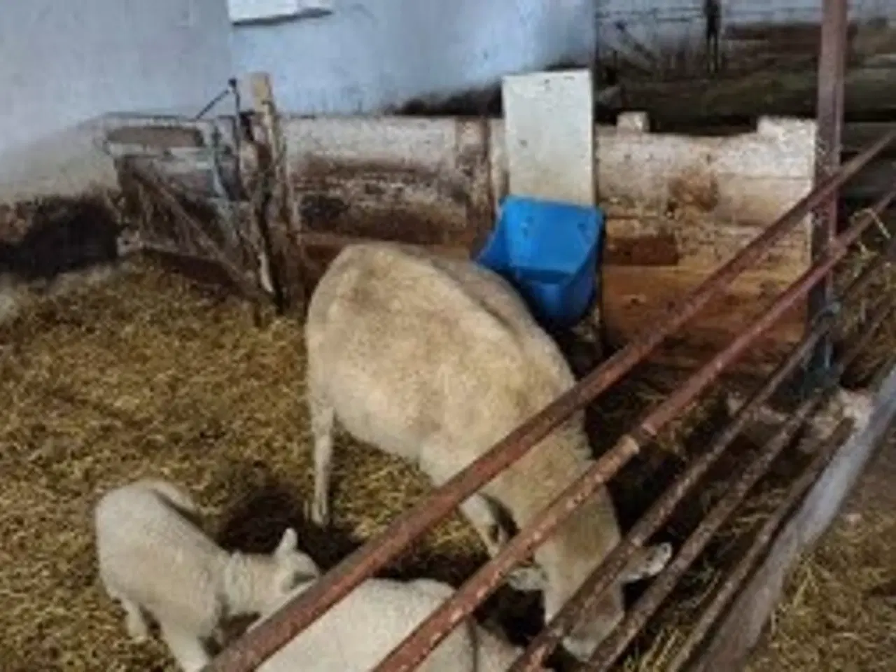 Billede 1 - Får med to lam 