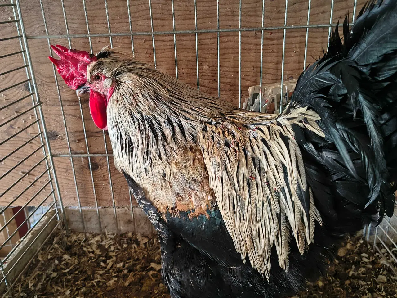 Billede 1 - 🐓 Hane