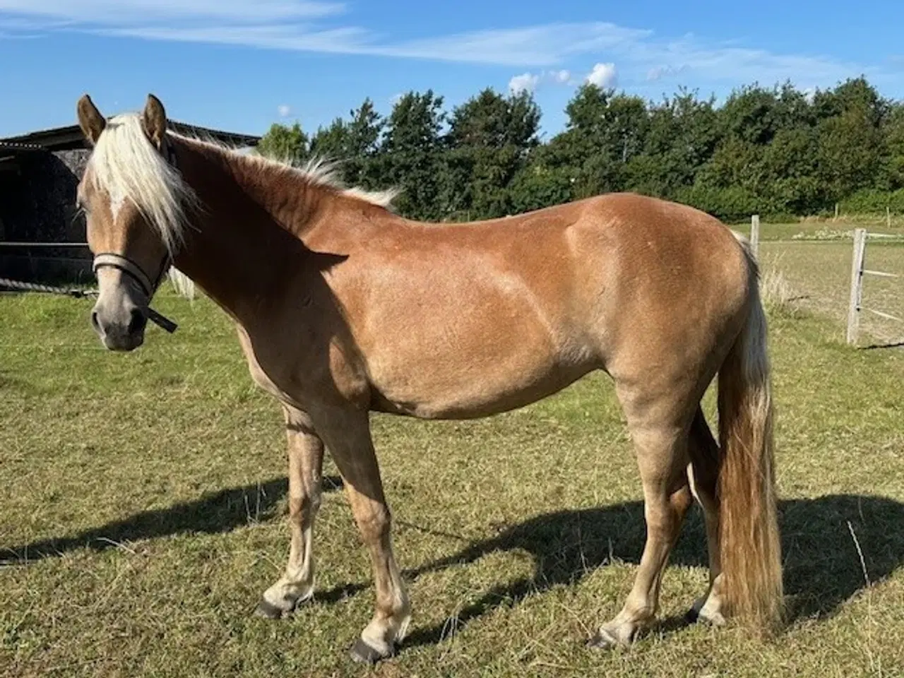 Billede 3 - Lækker haflinger hoppe