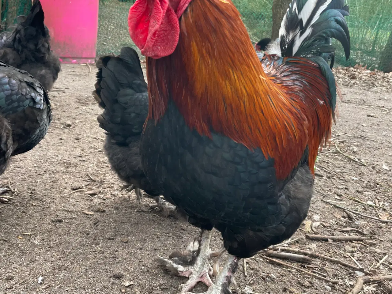 Billede 8 - Sort kobber Maran rugeæg 