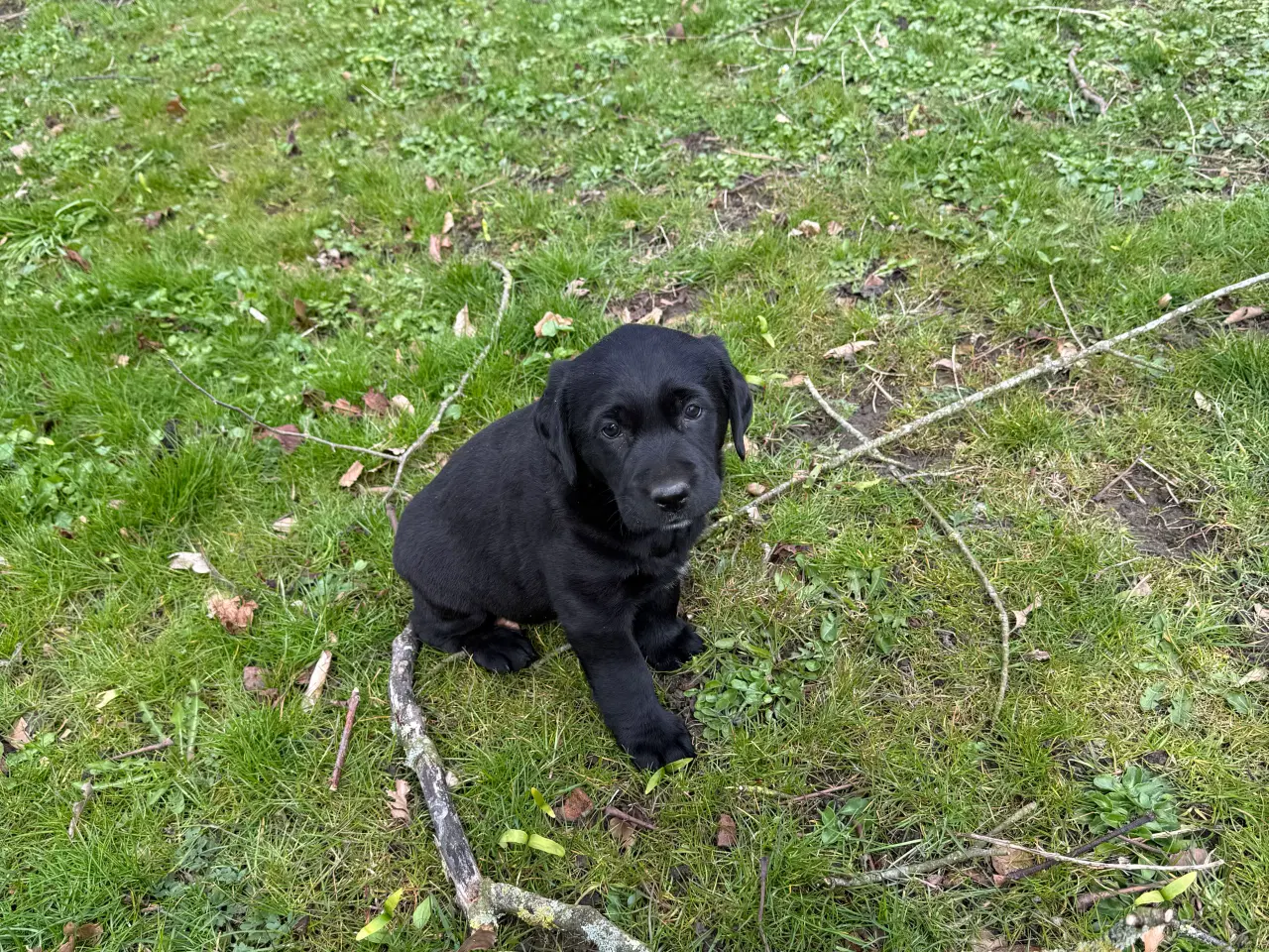 Billede 7 -  3 stk Søde hundehvalpe til salg  