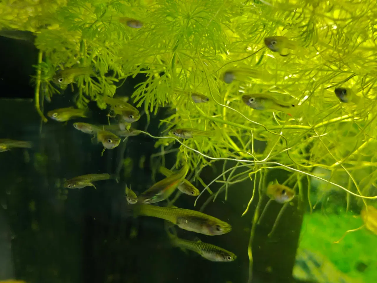 Billede 4 - Gubbyer poecilia