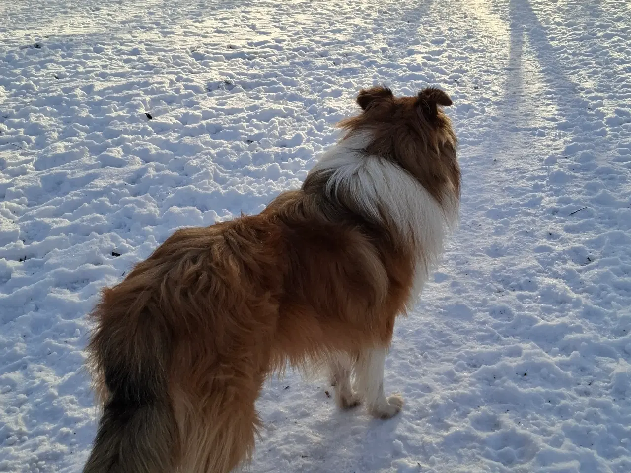 Billede 10 - Skønne LabCollie Hvalpe