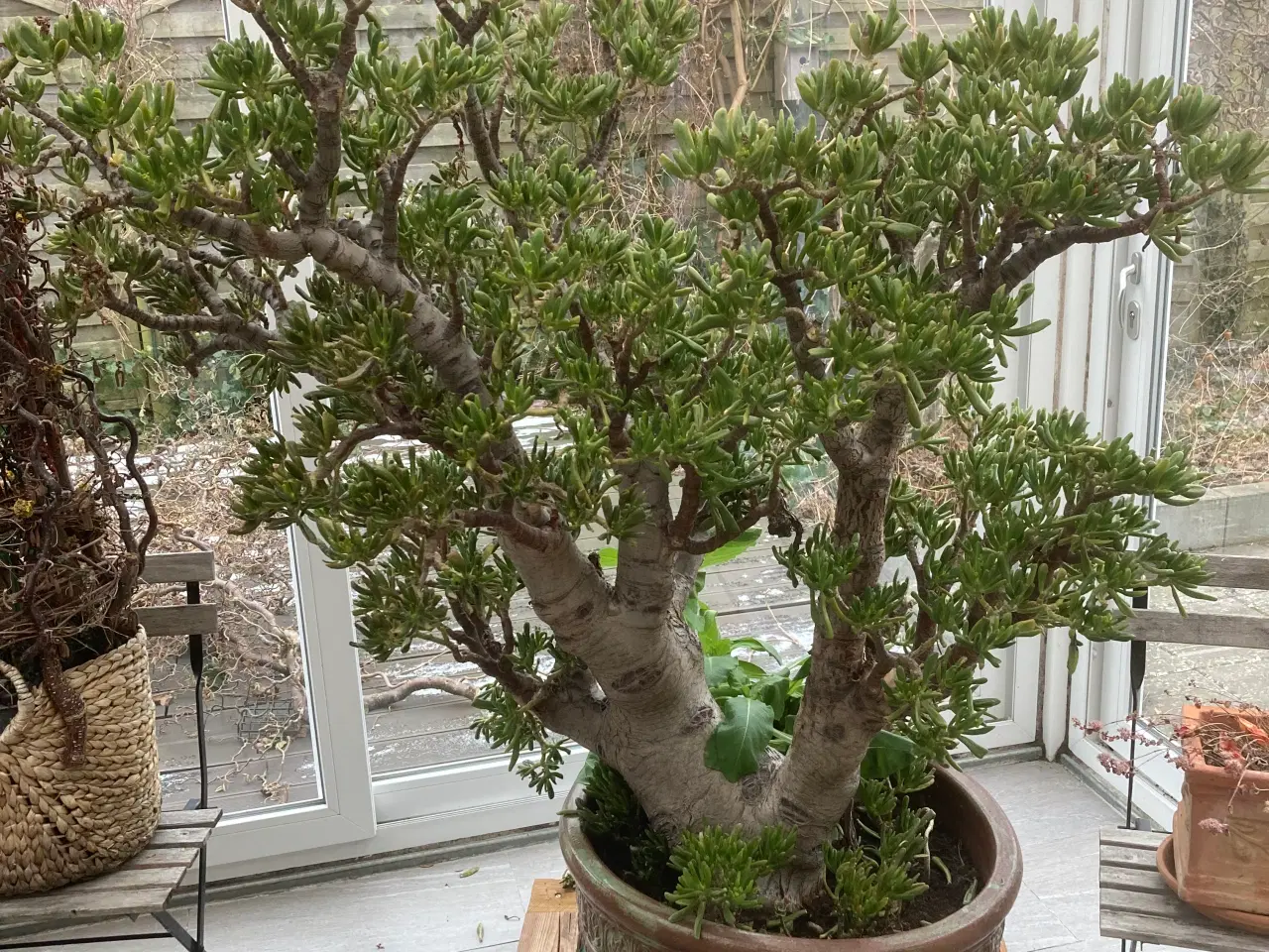 Billede 1 - To sukko lenter