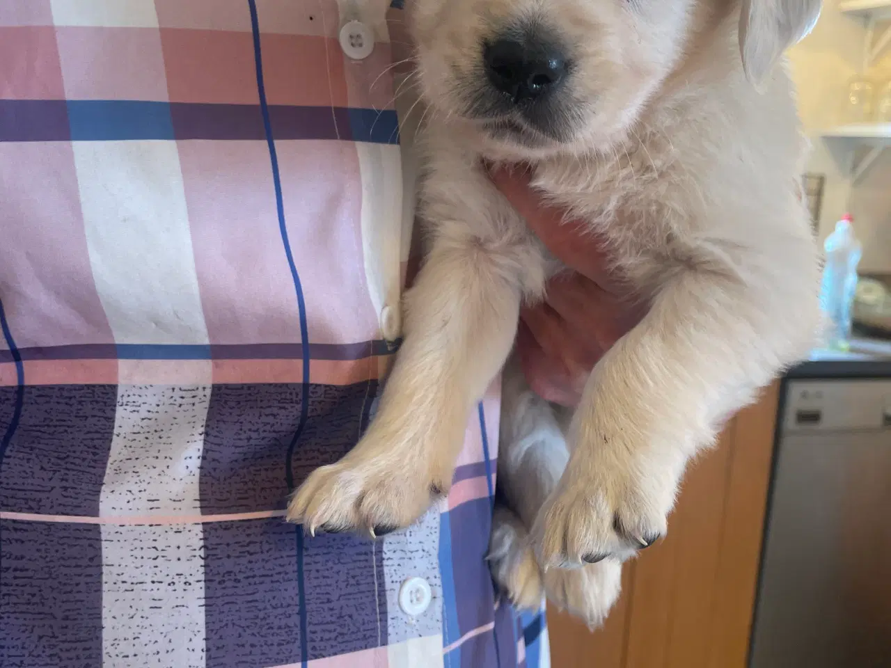 Billede 4 - Golden retriever hvalpe 