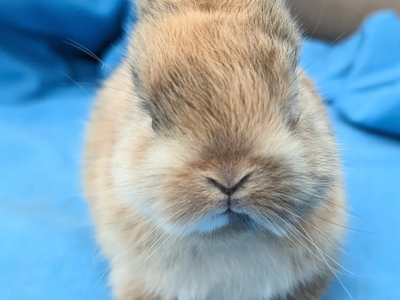 Billede 3 - Hermelin kaninunge sælges 