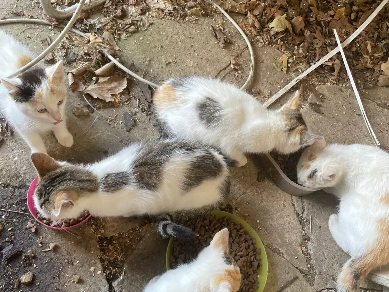 Billede 3 - Katte killinger
