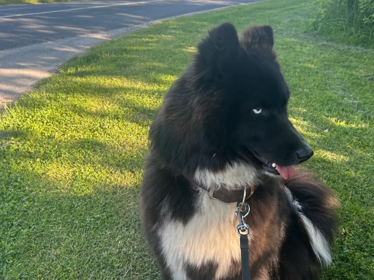 Billede 3 - Verdens bedste Samojede/boardercollie