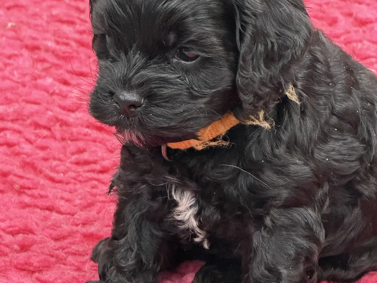 Billede 7 - 2 smukke Cockapoo 