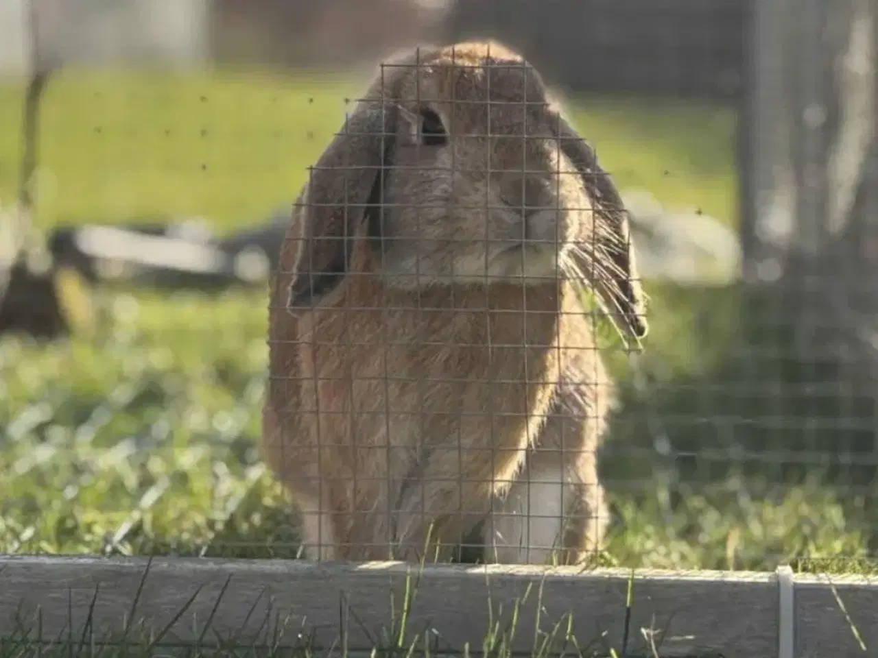 Billede 2 - Sød og kælen dværgvædder