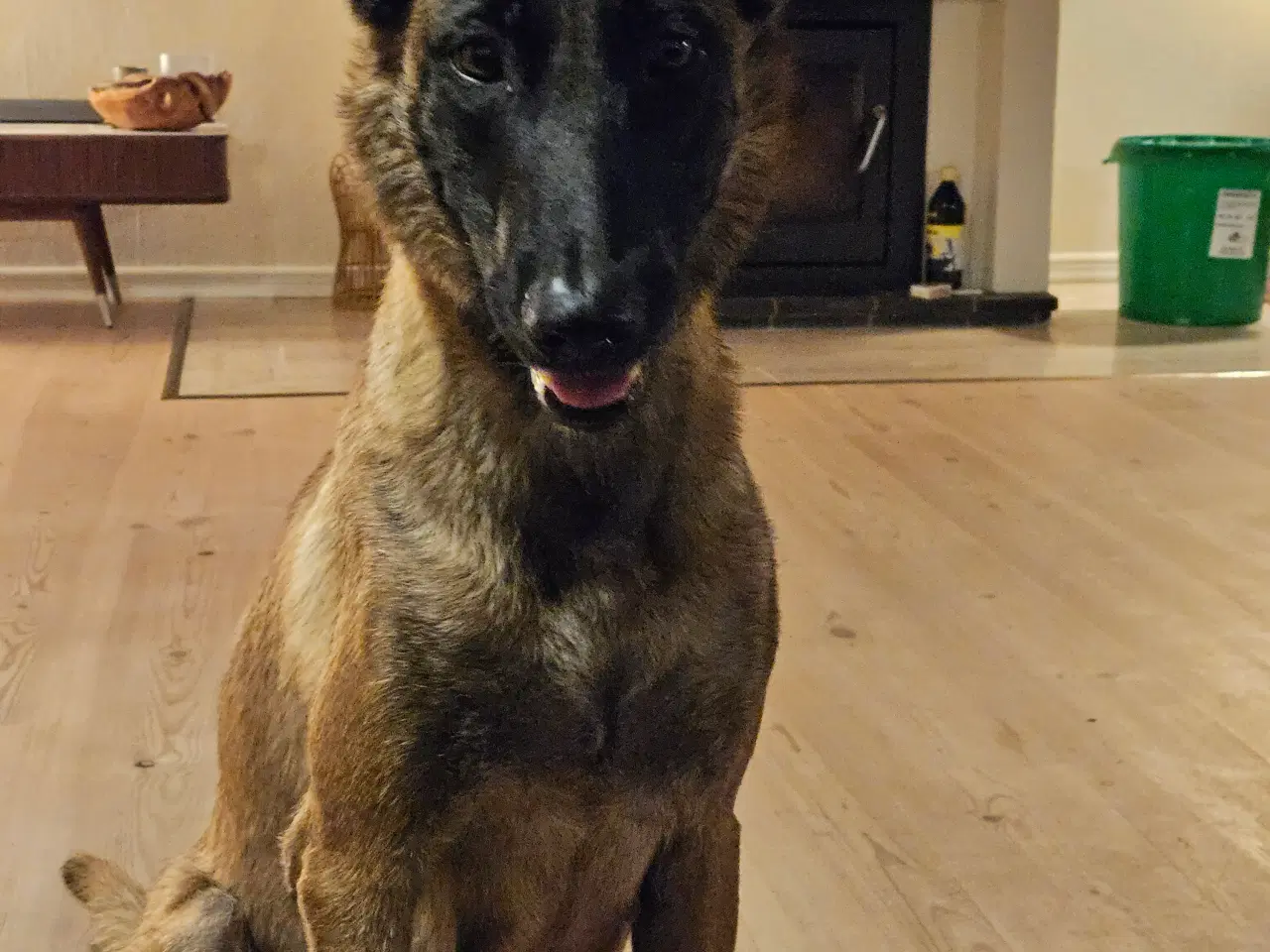 Billede 9 - Belgisk Malinois - Hvalpe - med stamtavle