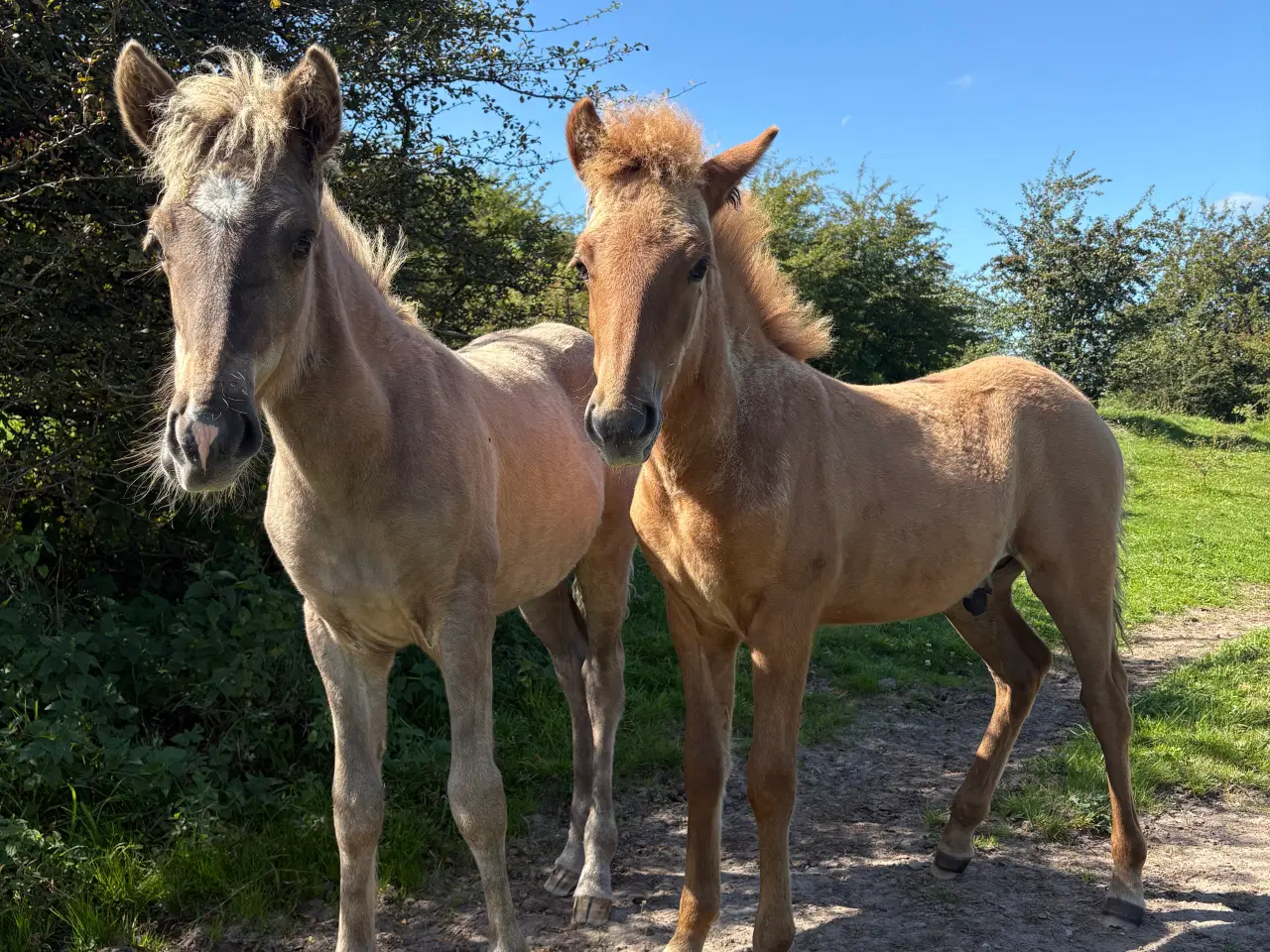 Billede 3 - Islænder føl og plage sælges