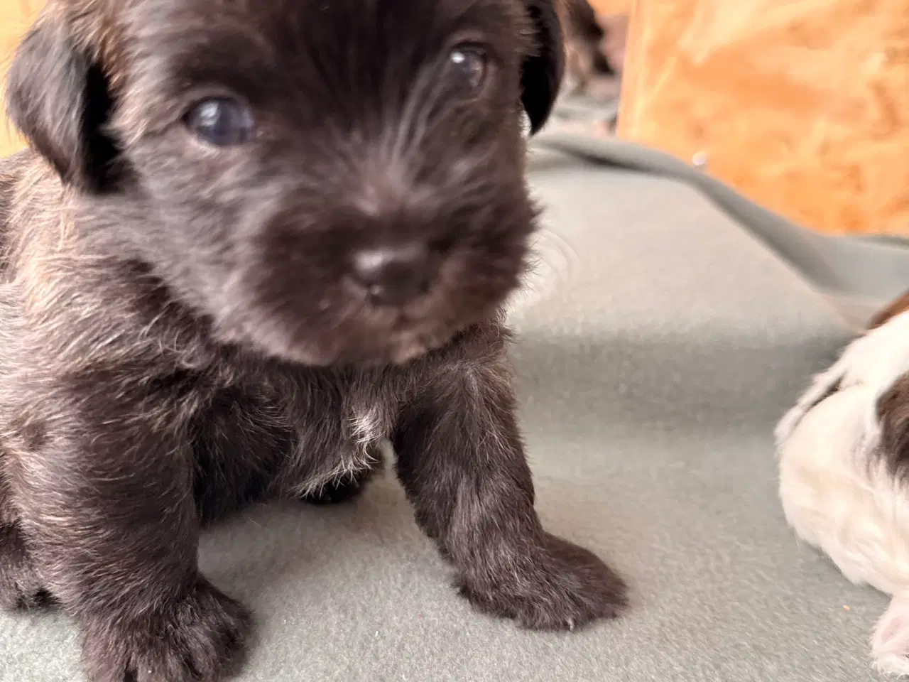 Billede 11 - 🐶 De skønneste familievenlige blandingshvalpe