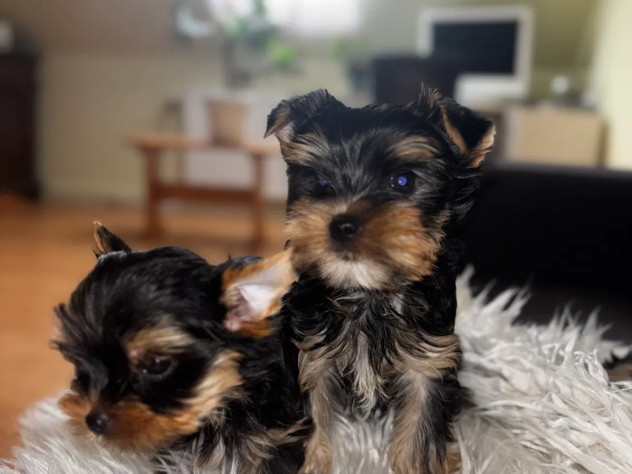 Billede 7 - Yorkshire Terrier Hvalpe