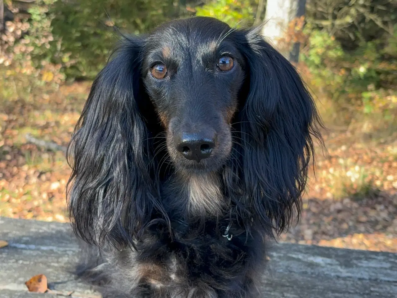 Billede 1 - Gravhund tilbydes til parring 