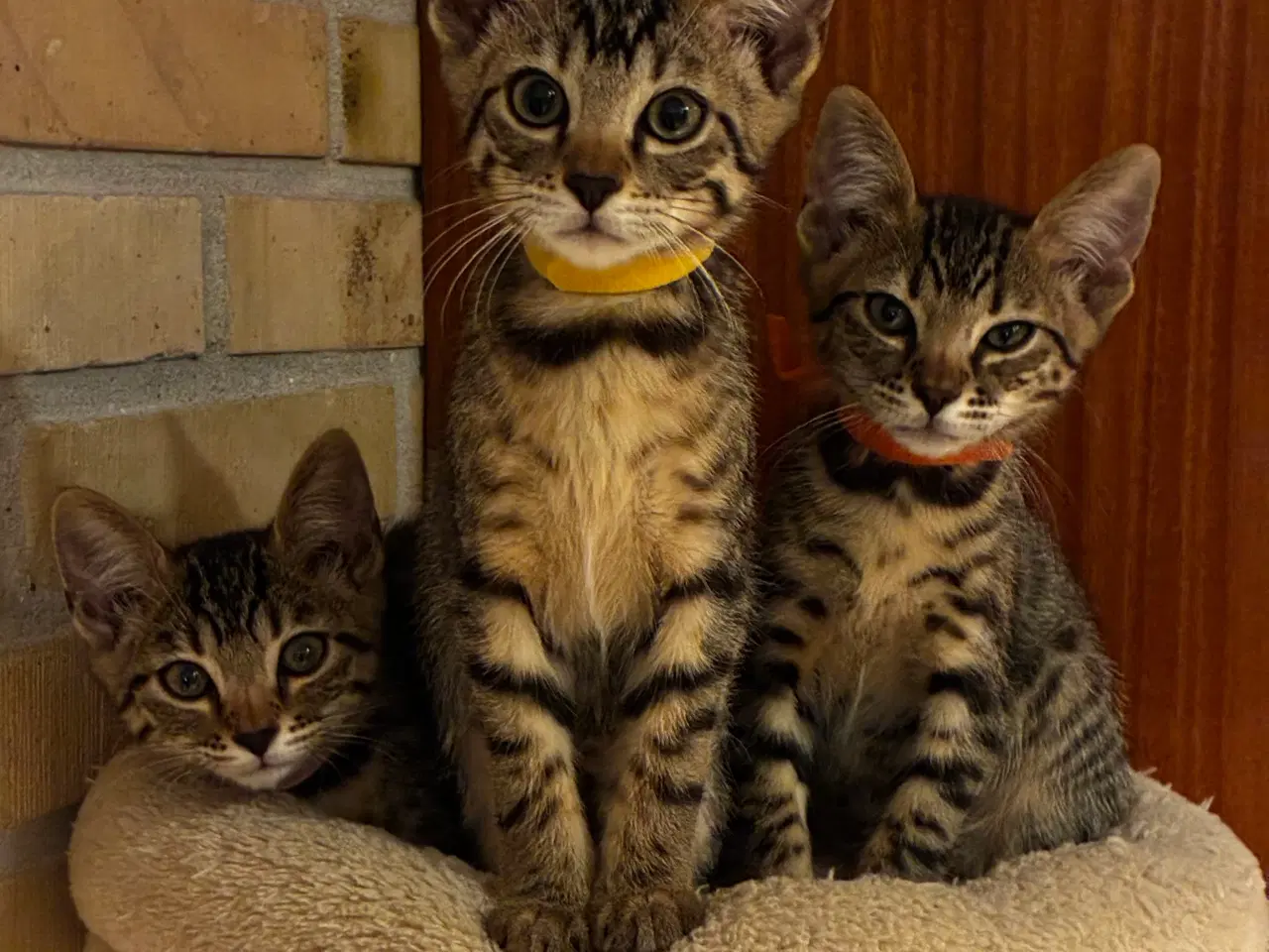 Billede 6 - Bengal blandingskilling