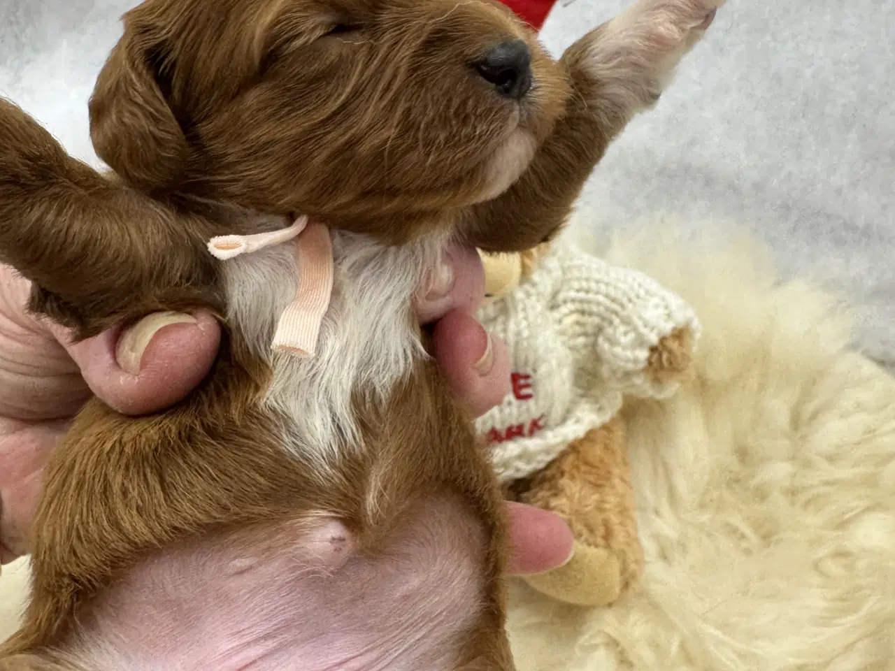 Billede 12 - Skønne Cavapoo hvalpe i det nye år 🎉