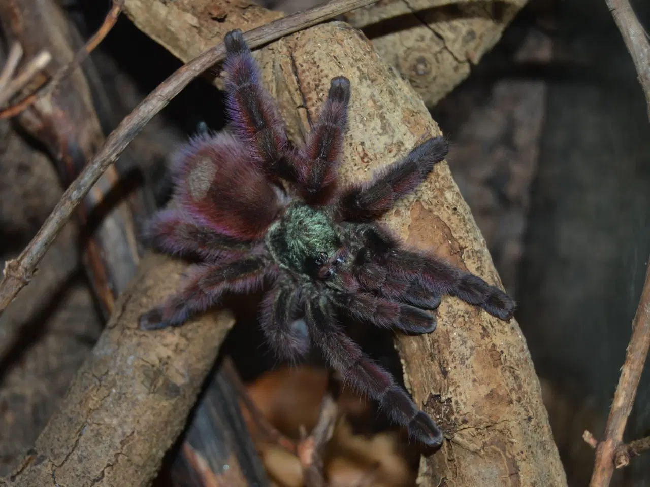 Billede 3 - Caribena versicolor 