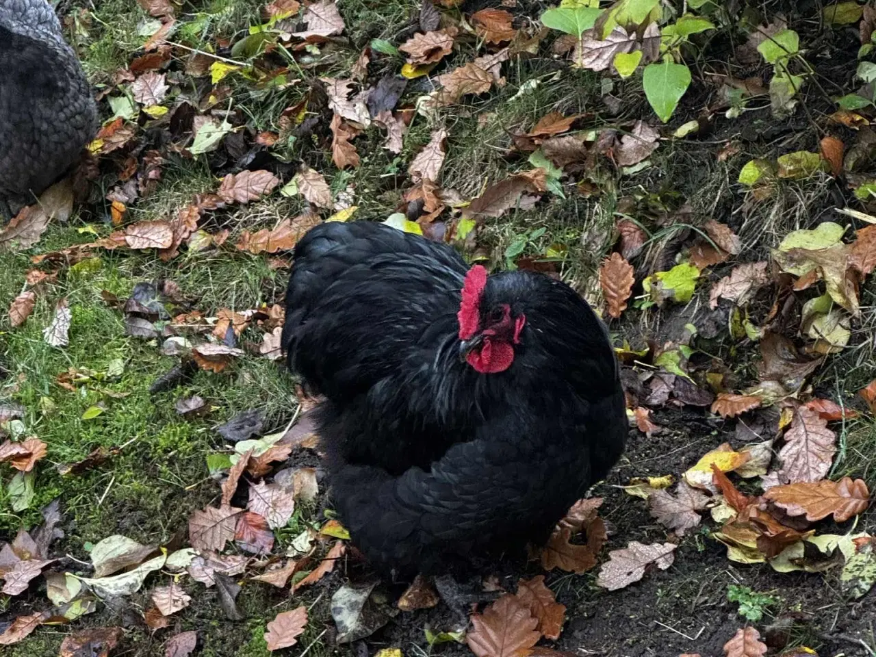 Billede 2 - Dværg orpington hane bortgives