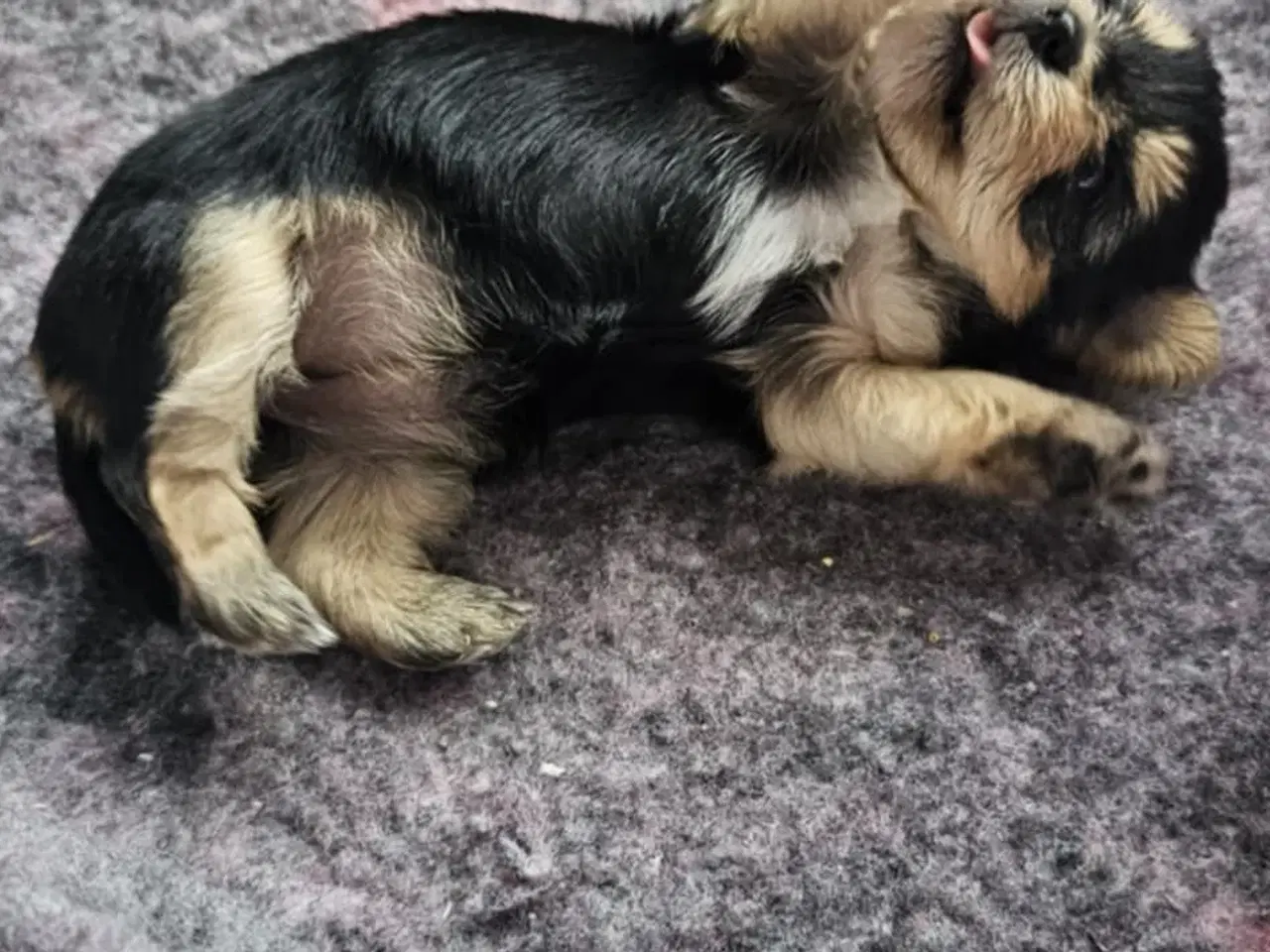 Billede 5 - 4 Yorkshire terrier hvalpe søgør kærlige hjem