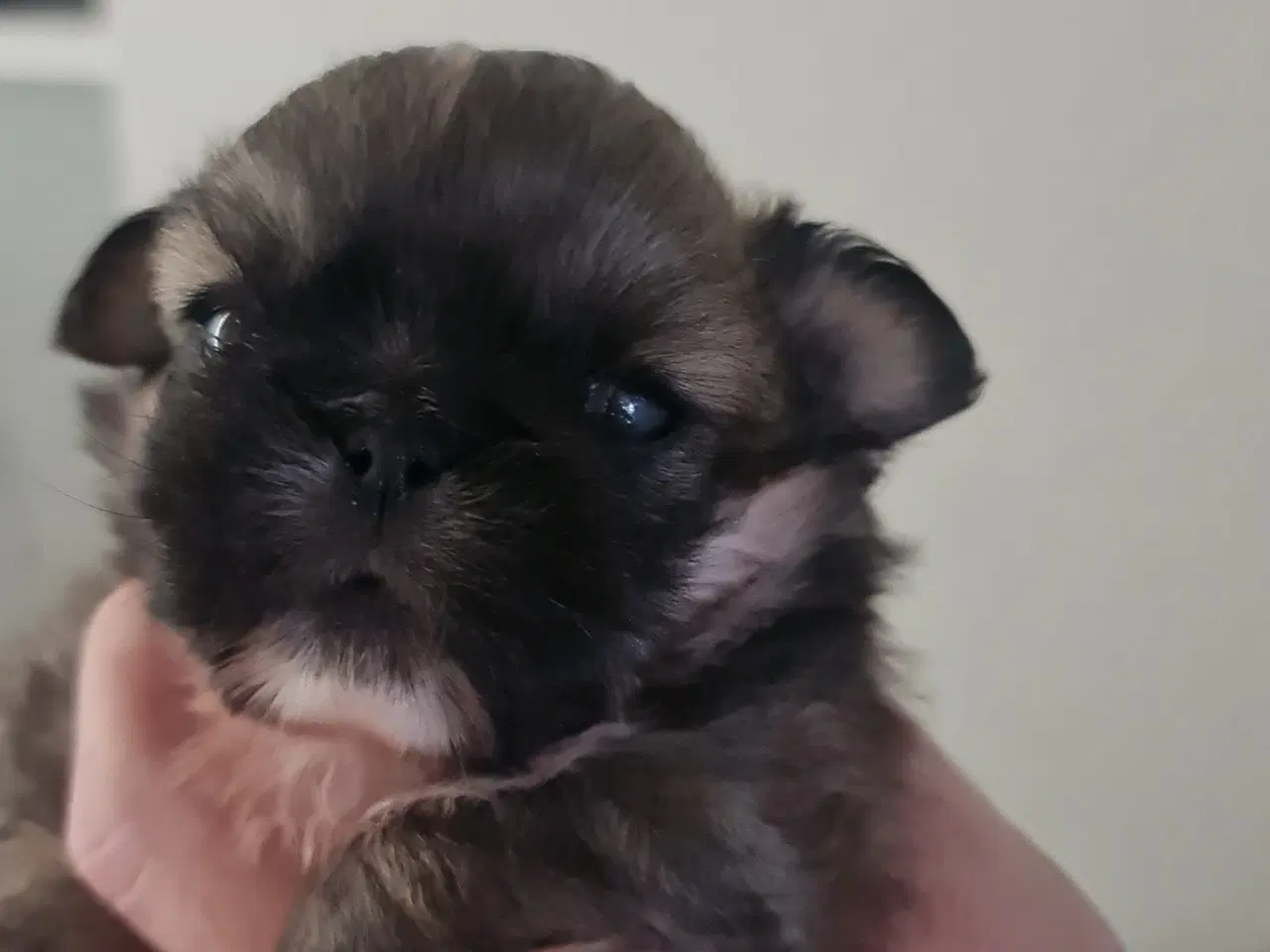 Billede 2 - To Pekingeser drenge tilbage