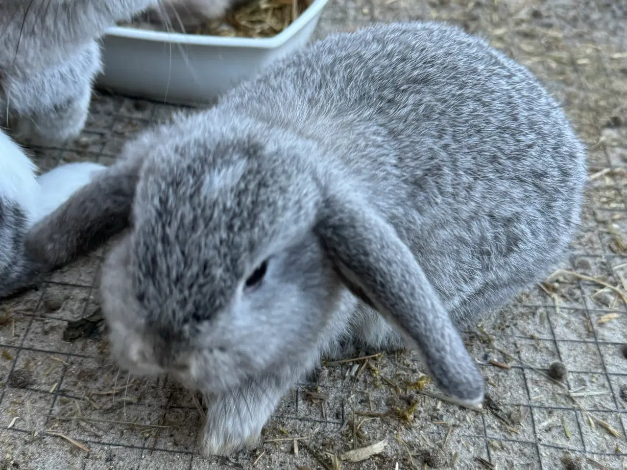 Billede 1 - Mini lop Minilop 