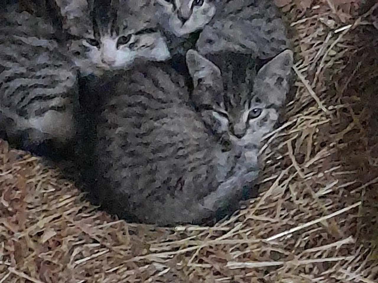 Billede 1 - Land Kattekillinger 