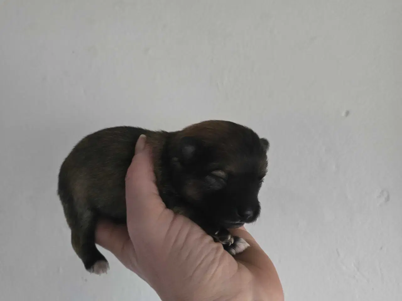 Billede 3 - 3 skønne piger