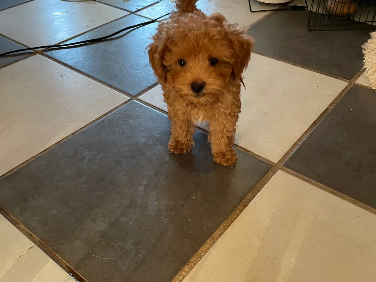 Billede 14 - Havapoo hvalpe - salgsklare..!