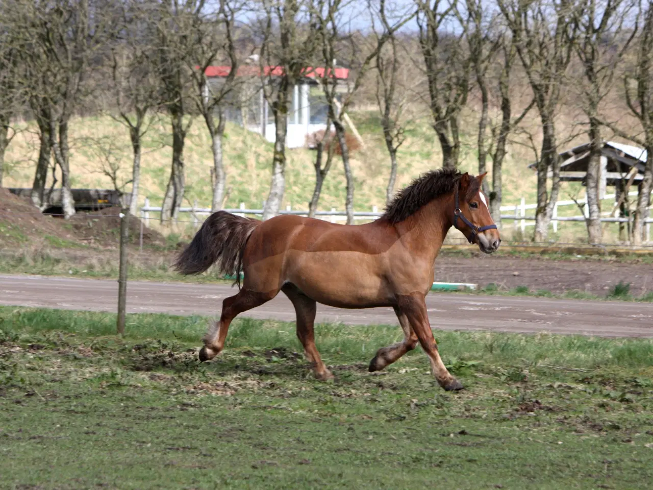 Billede 3 - Pony
