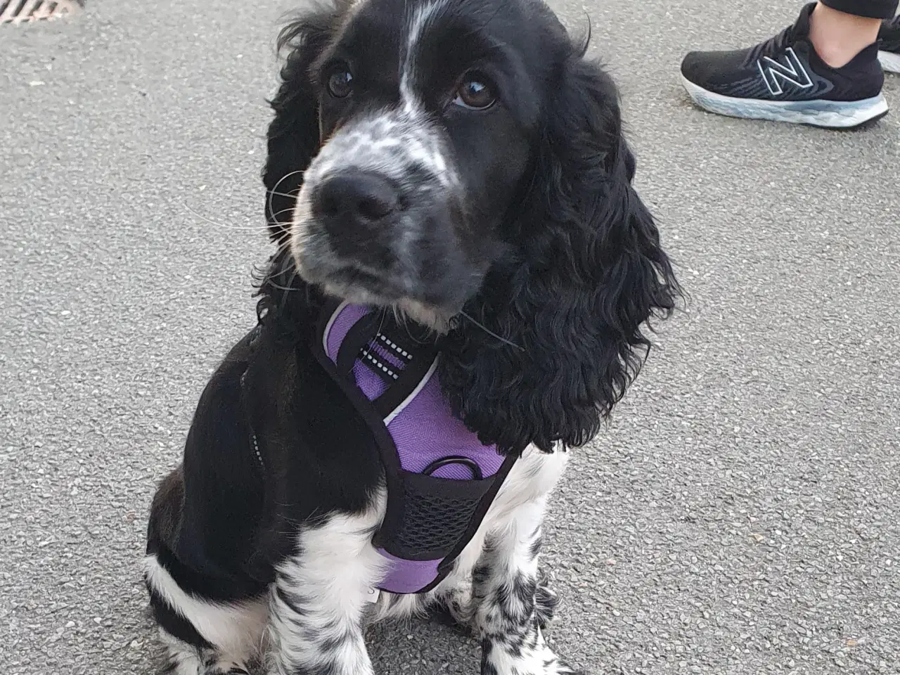 Billede 3 - Engelsk cocker spaniel hvalpe