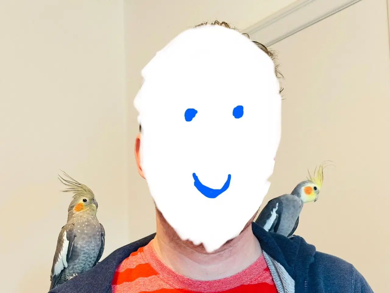 Billede 2 - Nymfeparakit par