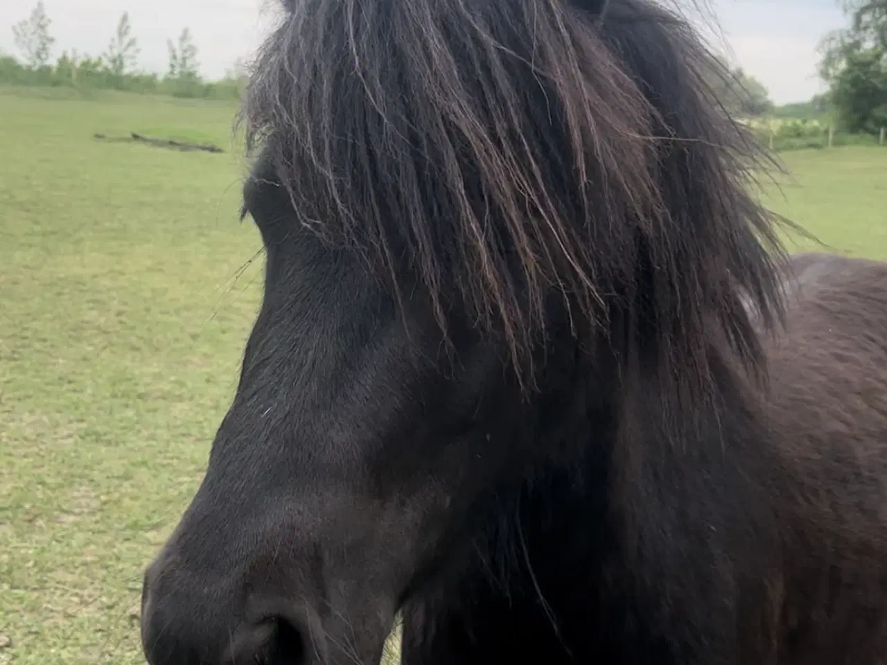 Billede 1 - Sød og nysgerrig pony sælges