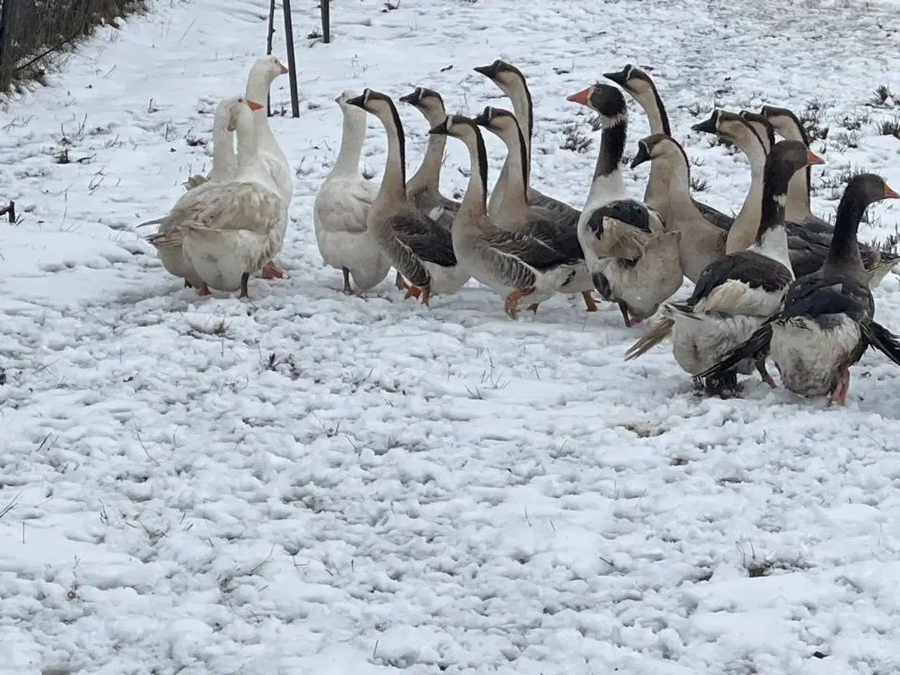 Billede 9 - Gæs til salg til hjemmeslagtning i zone Varde. 