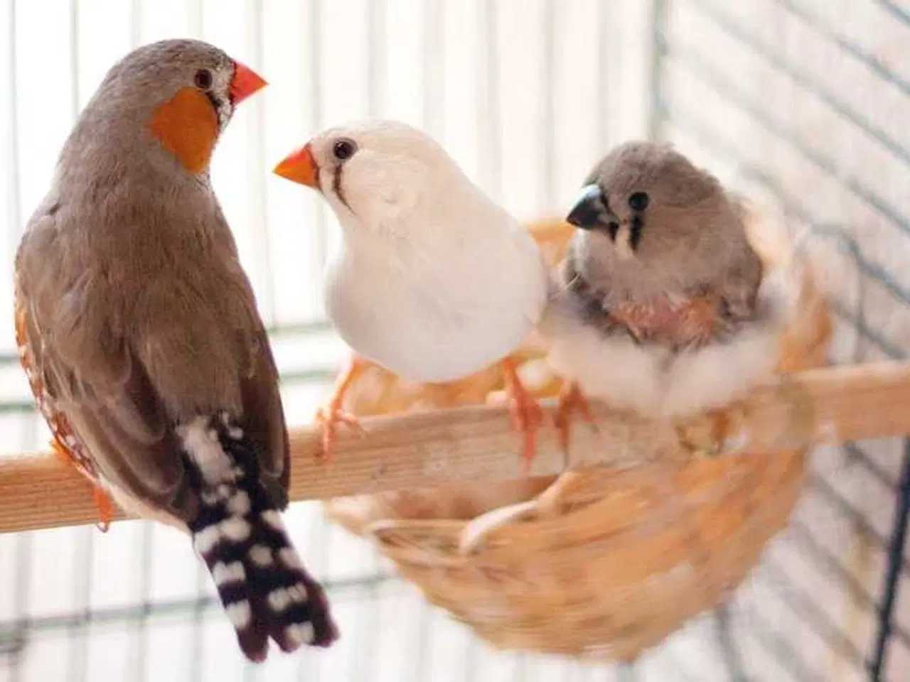 Billede 1 - Zebrafinke hun købes