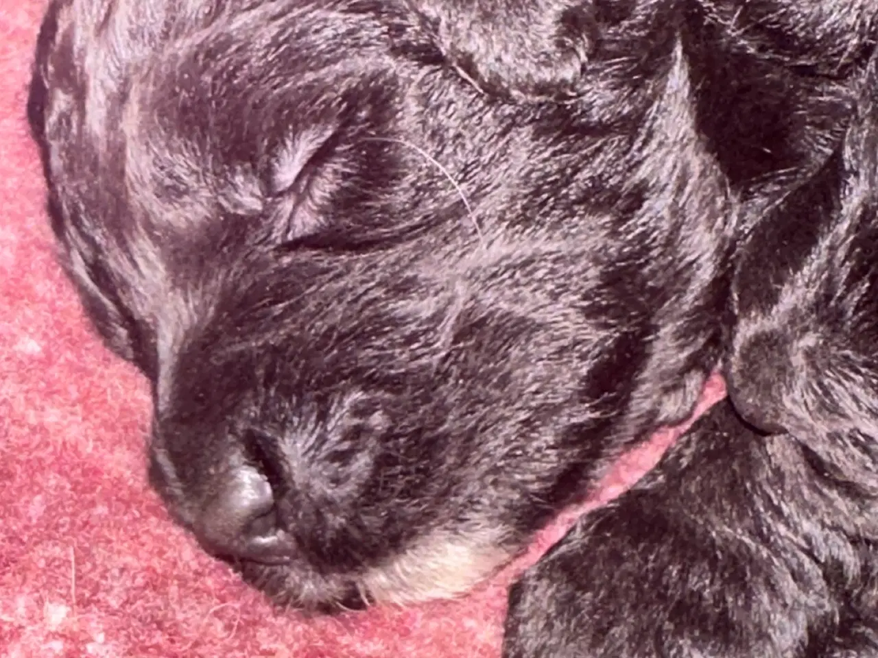 Billede 2 - Bernedoodles hvalpe