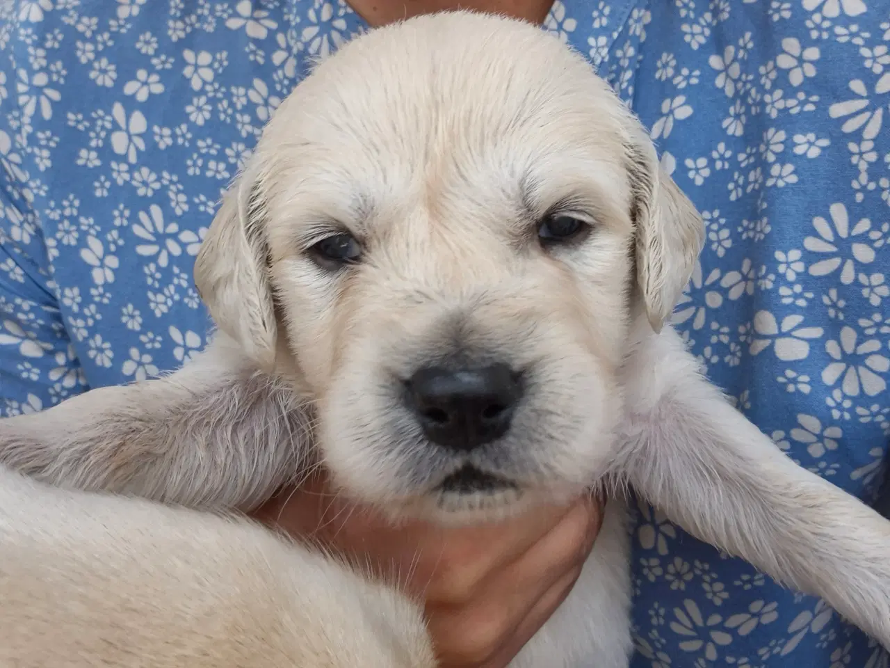 Billede 3 - Golden retriever hvalpe 